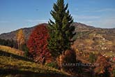 Славське гора ТРОСТЯН восени